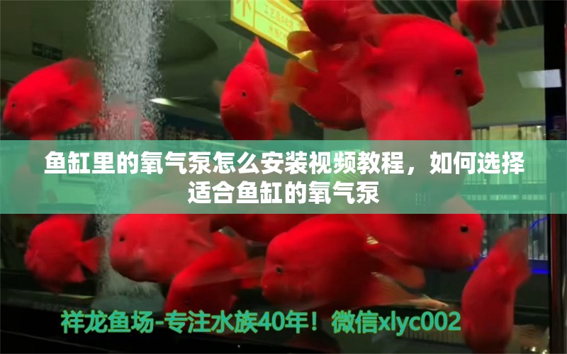 鱼缸里的氧气泵怎么安装视频教程，如何选择适合鱼缸的氧气泵 鱼缸百科 第2张