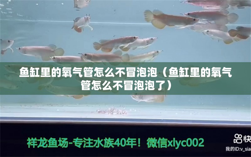 鱼缸里的氧气管怎么不冒泡泡（鱼缸里的氧气管怎么不冒泡泡了） 祥龙水族医院