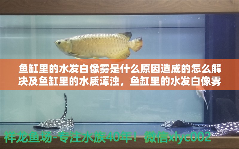 鱼缸里的水发白像雾是什么原因造成的怎么解决及鱼缸里的水质浑浊，鱼缸里的水发白像雾是什么原因造成的