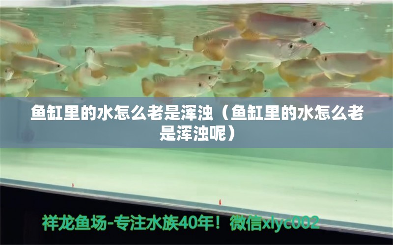 鱼缸里的水怎么老是浑浊（鱼缸里的水怎么老是浑浊呢）