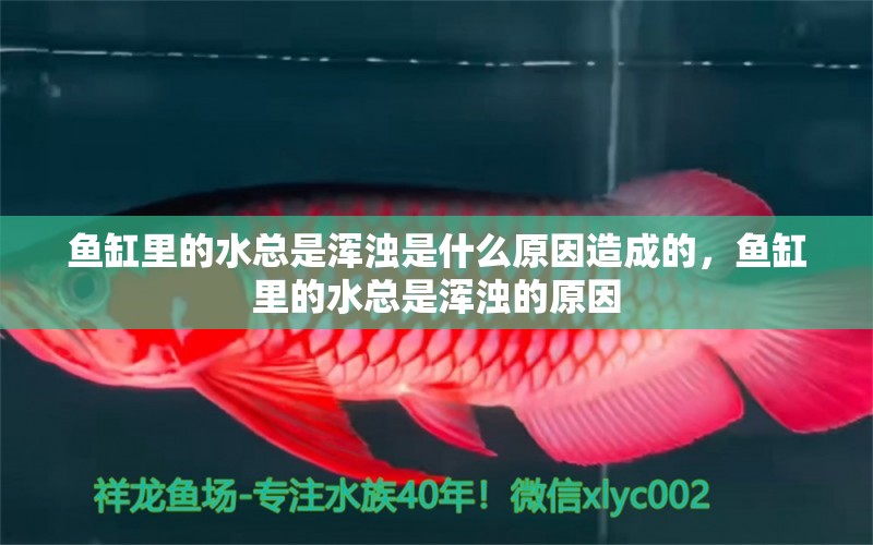 鱼缸里的水总是浑浊是什么原因造成的，鱼缸里的水总是浑浊的原因