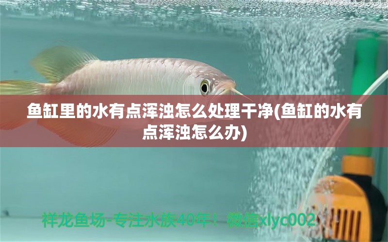 鱼缸里的水有点浑浊怎么处理干净(鱼缸的水有点浑浊怎么办) 国产元宝凤凰鱼 第1张