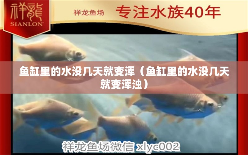 鱼缸里的水没几天就变浑（鱼缸里的水没几天就变浑浊） 祥龙水族医院