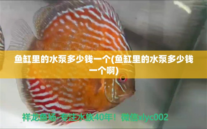 鱼缸里的水泵多少钱一个(鱼缸里的水泵多少钱一个啊)