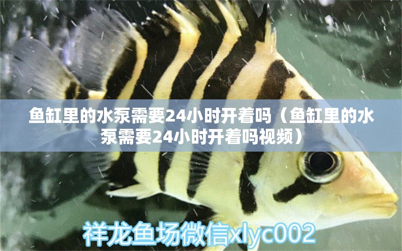 鱼缸里的水泵需要24小时开着吗（鱼缸里的水泵需要24小时开着吗视频） 祥龙水族医院