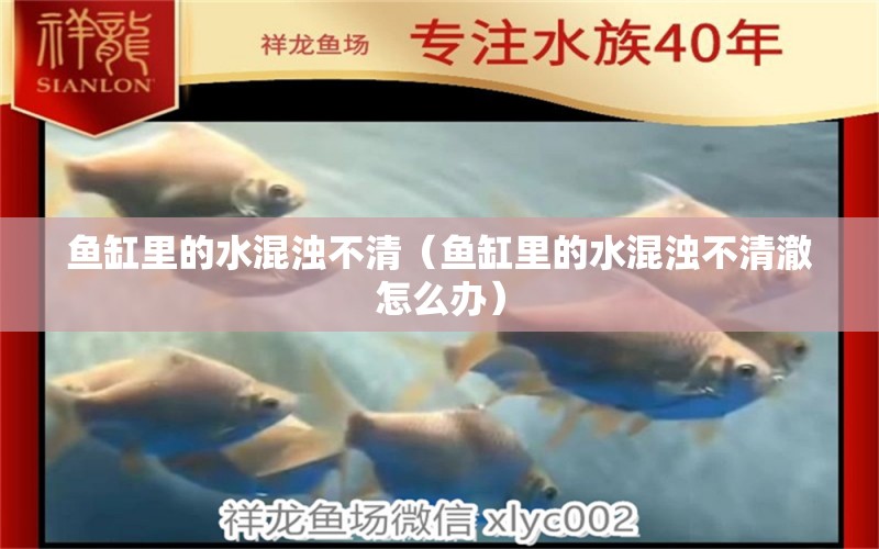 鱼缸里的水混浊不清（鱼缸里的水混浊不清澈怎么办） 祥龙水族医院