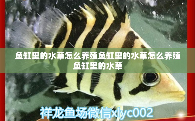 鱼缸里的水草怎么养殖鱼缸里的水草怎么养殖鱼缸里的水草 水草 第1张