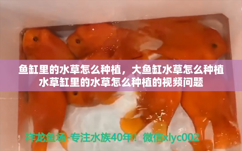 鱼缸里的水草怎么种植，大鱼缸水草怎么种植水草缸里的水草怎么种植的视频问题