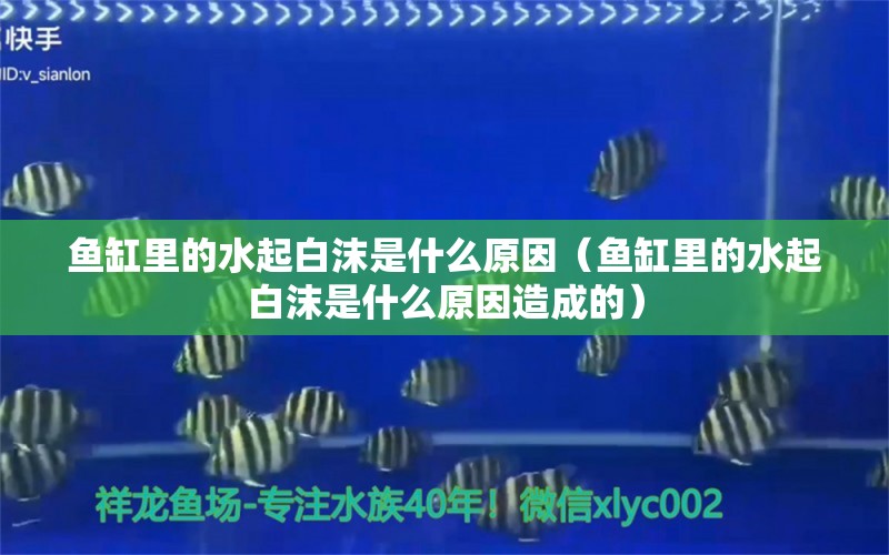 鱼缸里的水起白沫是什么原因（鱼缸里的水起白沫是什么原因造成的） 观赏鱼市场（混养鱼）