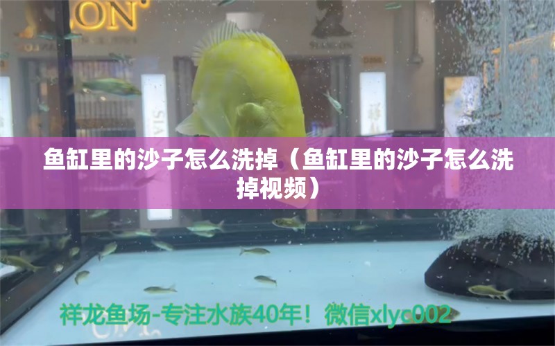 鱼缸里的沙子怎么洗掉（鱼缸里的沙子怎么洗掉视频） 祥龙水族医院