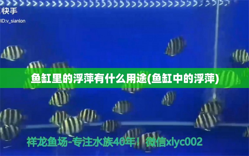 鱼缸里的浮萍有什么用途(鱼缸中的浮萍)