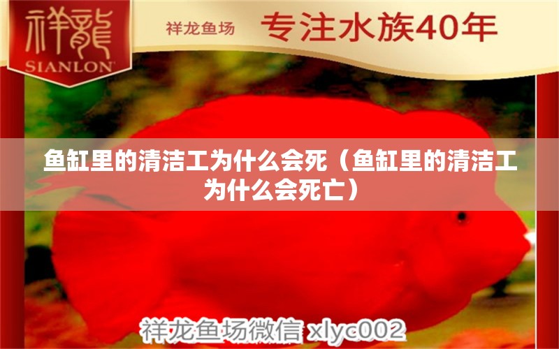 鱼缸里的清洁工为什么会死（鱼缸里的清洁工为什么会死亡） 观赏鱼市场（混养鱼）