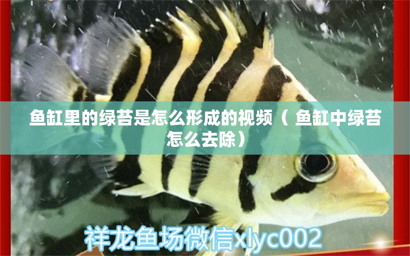 鱼缸里的绿苔是怎么形成的视频（ 鱼缸中绿苔怎么去除）