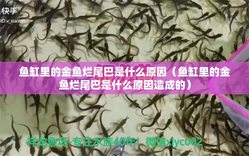 鱼缸里的金鱼烂尾巴是什么原因（鱼缸里的金鱼烂尾巴是什么原因造成的）