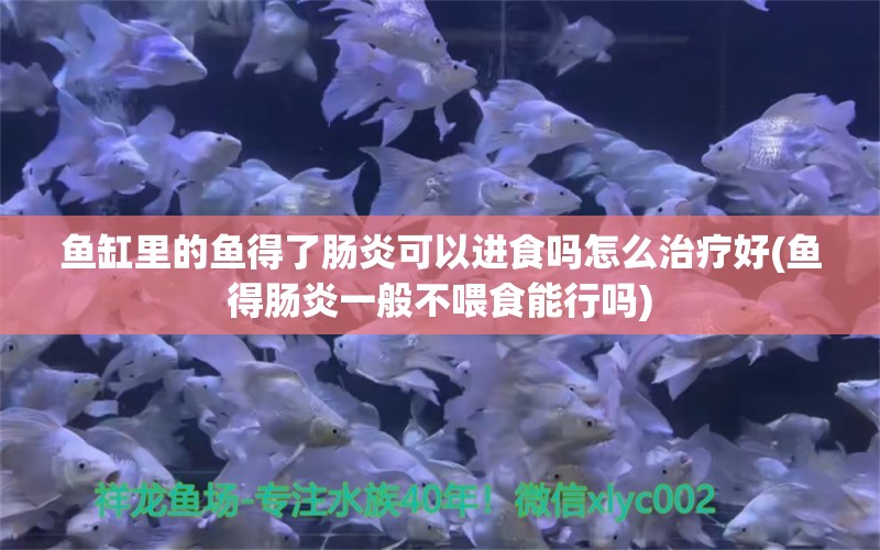 鱼缸里的鱼得了肠炎可以进食吗怎么治疗好(鱼得肠炎一般不喂食能行吗)