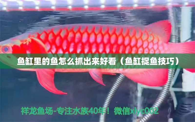 鱼缸里的鱼怎么抓出来好看（鱼缸捉鱼技巧） 广州祥龙国际水族贸易