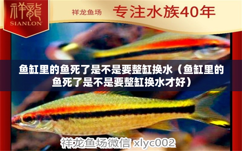 鱼缸里的鱼死了是不是要整缸换水（鱼缸里的鱼死了是不是要整缸换水才好）