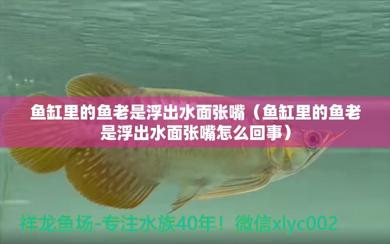 鱼缸里的鱼老是浮出水面张嘴（鱼缸里的鱼老是浮出水面张嘴怎么回事） 祥龙水族医院