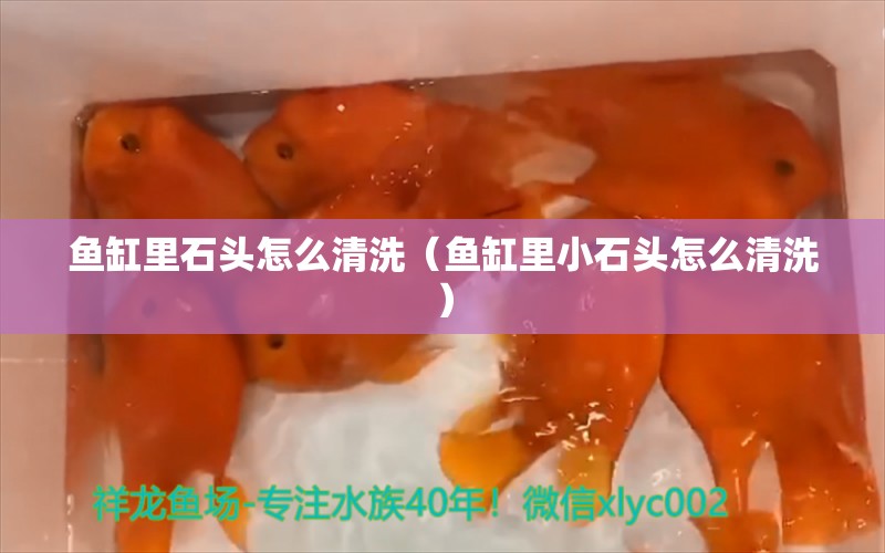 鱼缸里石头怎么清洗（鱼缸里小石头怎么清洗） 观赏鱼批发