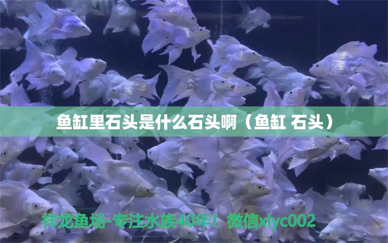 鱼缸里石头是什么石头啊（鱼缸 石头） 观赏鱼批发