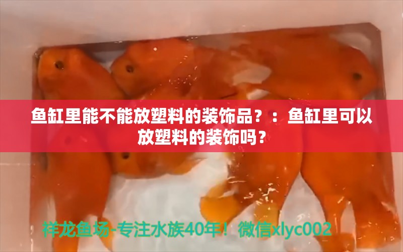 鱼缸里能不能放塑料的装饰品？：鱼缸里可以放塑料的装饰吗？ 鱼缸百科 第2张