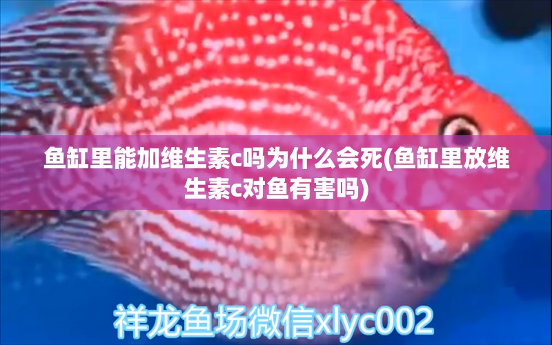 鱼缸里能加维生素c吗为什么会死(鱼缸里放维生素c对鱼有害吗)