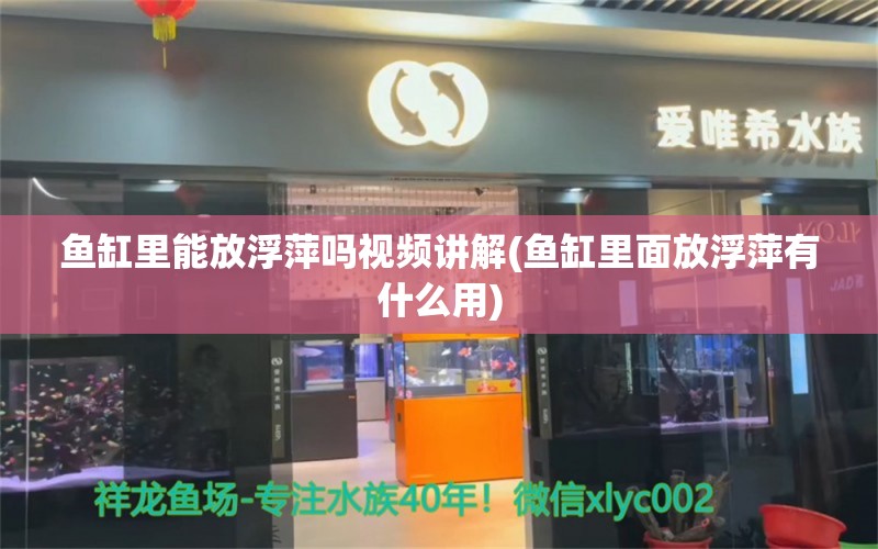 鱼缸里能放浮萍吗视频讲解(鱼缸里面放浮萍有什么用) 其他益生菌 第1张