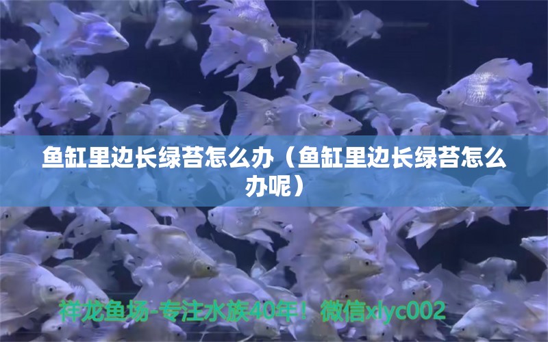 鱼缸里边长绿苔怎么办（鱼缸里边长绿苔怎么办呢）