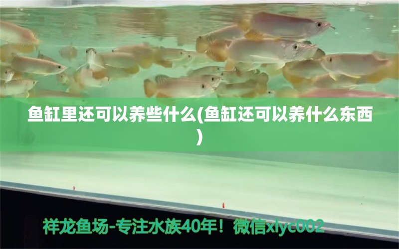 鱼缸里还可以养些什么(鱼缸还可以养什么东西) 福虎/异型虎鱼/纯色虎鱼 第1张