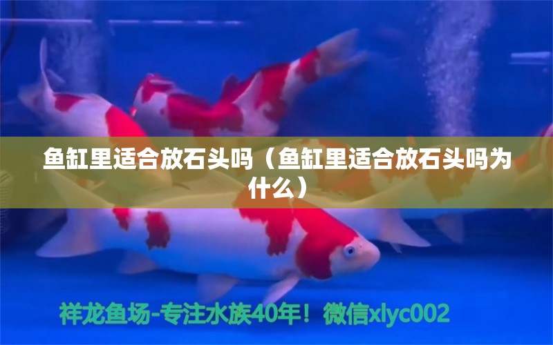 鱼缸里适合放石头吗（鱼缸里适合放石头吗为什么） 祥龙水族医院