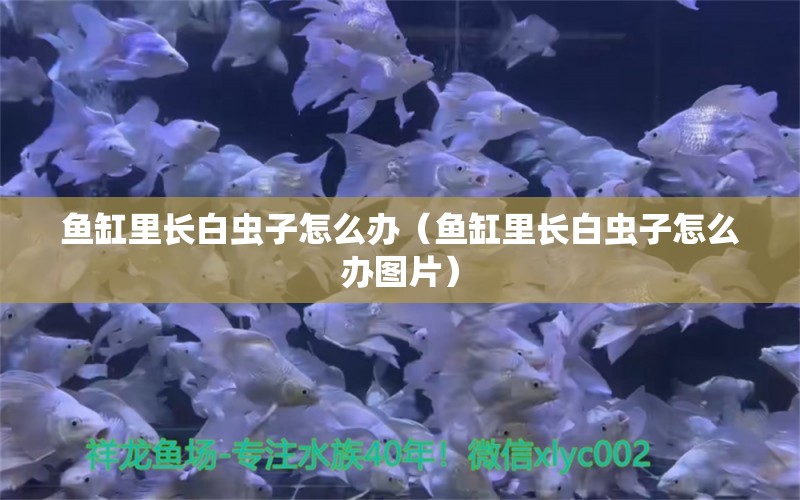 鱼缸里长白虫子怎么办（鱼缸里长白虫子怎么办图片）