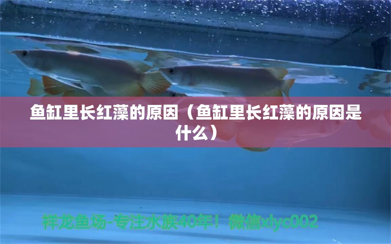 鱼缸里长红藻的原因（鱼缸里长红藻的原因是什么）