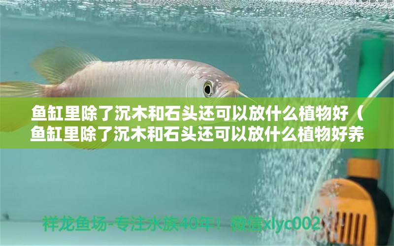 鱼缸里除了沉木和石头还可以放什么植物好（鱼缸里除了沉木和石头还可以放什么植物好养）