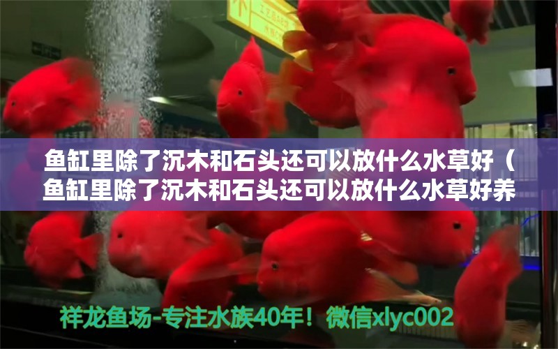 鱼缸里除了沉木和石头还可以放什么水草好（鱼缸里除了沉木和石头还可以放什么水草好养） 水草