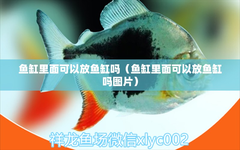 鱼缸里面可以放鱼缸吗（鱼缸里面可以放鱼缸吗图片） 水族用品