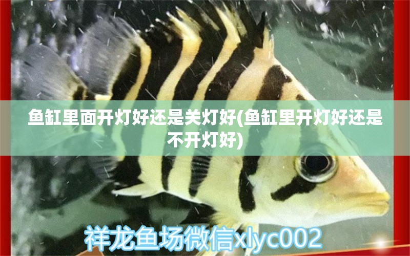 鱼缸里面开灯好还是关灯好(鱼缸里开灯好还是不开灯好) 金龙福龙鱼