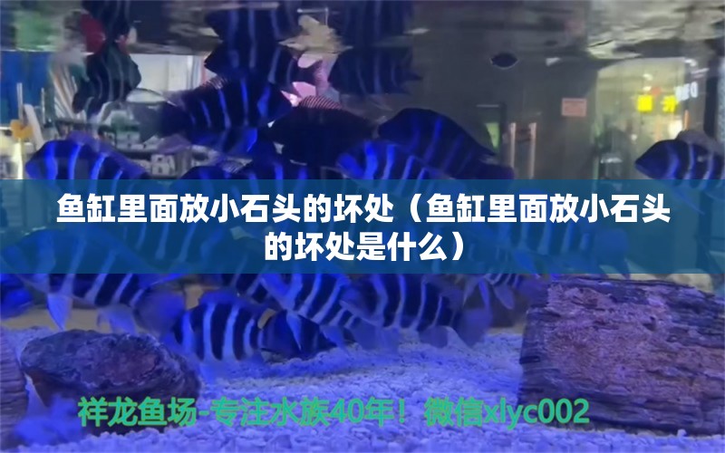 鱼缸里面放小石头的坏处（鱼缸里面放小石头的坏处是什么） 祥龙水族医院