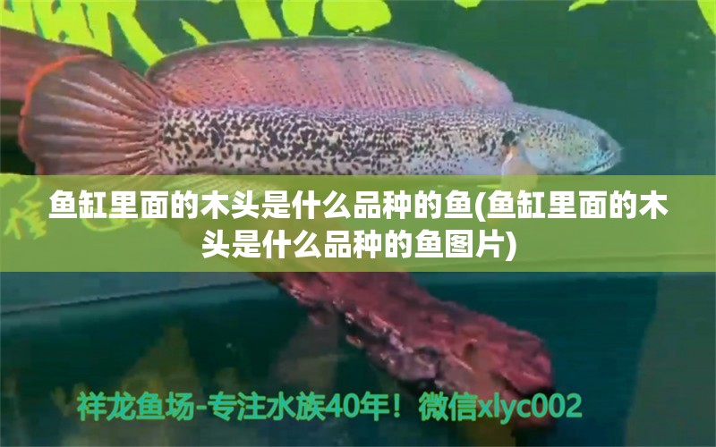 鱼缸里面的木头是什么品种的鱼(鱼缸里面的木头是什么品种的鱼图片) 国产元宝凤凰鱼 第1张