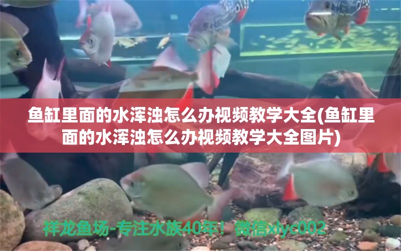 鱼缸里面的水浑浊怎么办视频教学大全(鱼缸里面的水浑浊怎么办视频教学大全图片) 鱼缸风水 第1张