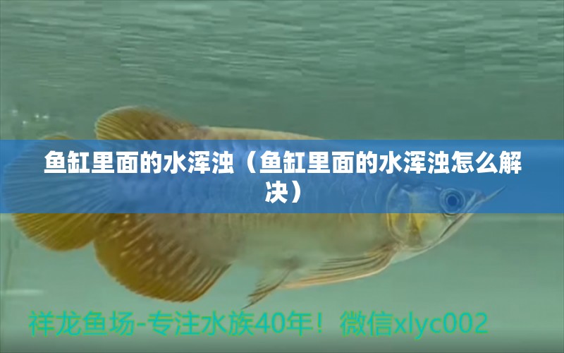 鱼缸里面的水浑浊（鱼缸里面的水浑浊怎么解决） 祥龙水族医院