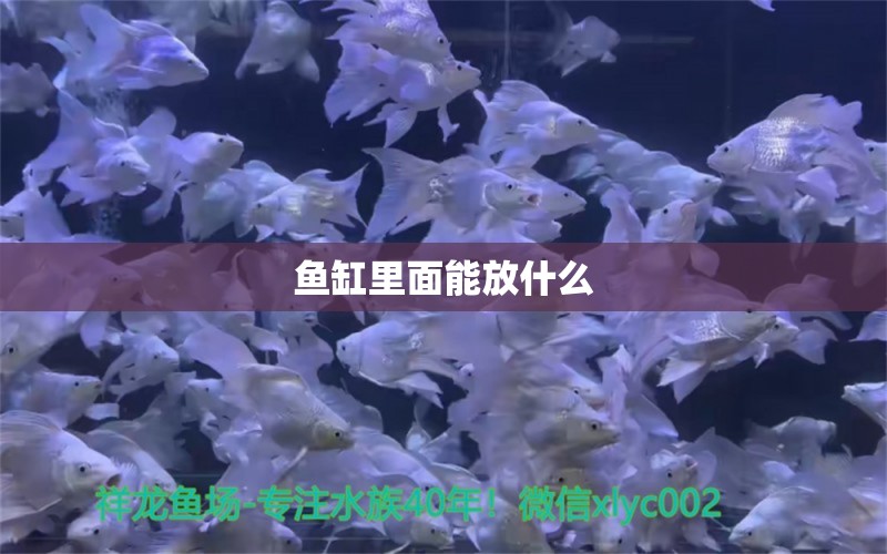 鱼缸里面能放什么