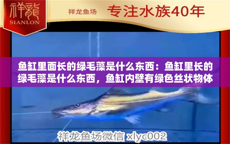 鱼缸里面长的绿毛藻是什么东西：鱼缸里长的绿毛藻是什么东西，鱼缸内壁有绿色丝状物体 鱼缸百科 第2张