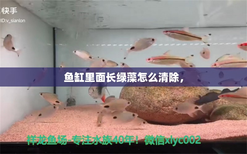 鱼缸里面长绿藻怎么清除， 苏虎苗（苏门答腊虎鱼苗）