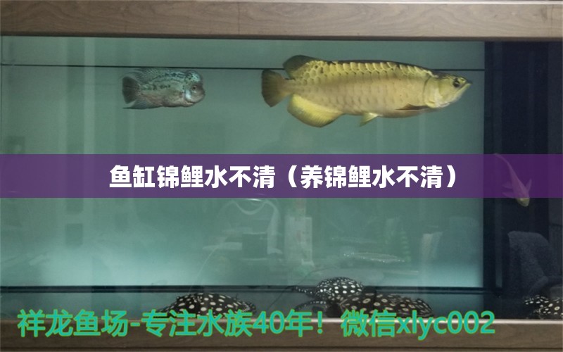 鱼缸锦鲤水不清（养锦鲤水不清）