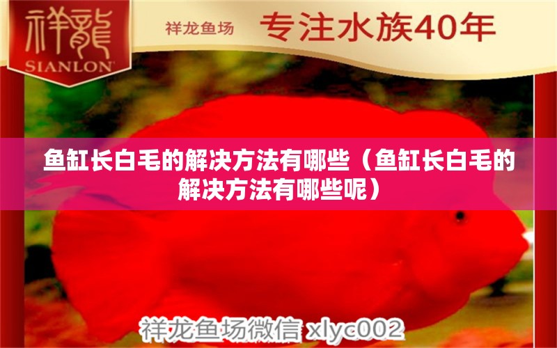 鱼缸长白毛的解决方法有哪些（鱼缸长白毛的解决方法有哪些呢）