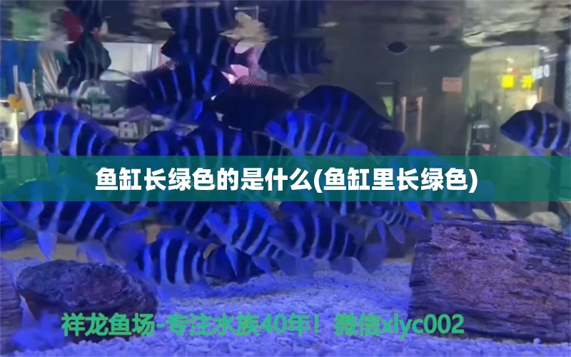 鱼缸长绿色的是什么(鱼缸里长绿色)