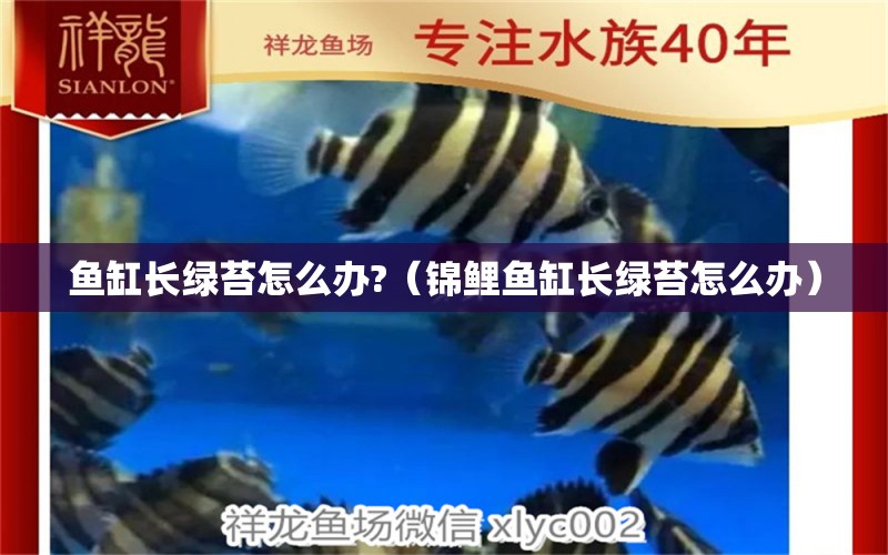 鱼缸长绿苔怎么办?（锦鲤鱼缸长绿苔怎么办） 祥龙水族医院