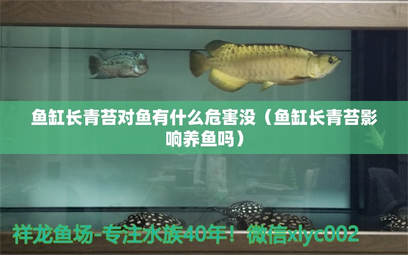 鱼缸长青苔对鱼有什么危害没（鱼缸长青苔影响养鱼吗） 广州观赏鱼批发市场