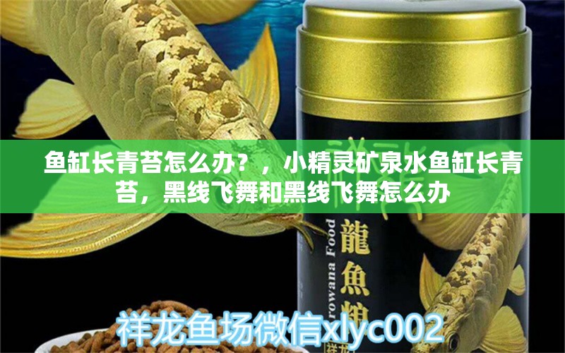 鱼缸长青苔怎么办？，小精灵矿泉水鱼缸长青苔，黑线飞舞和黑线飞舞怎么办