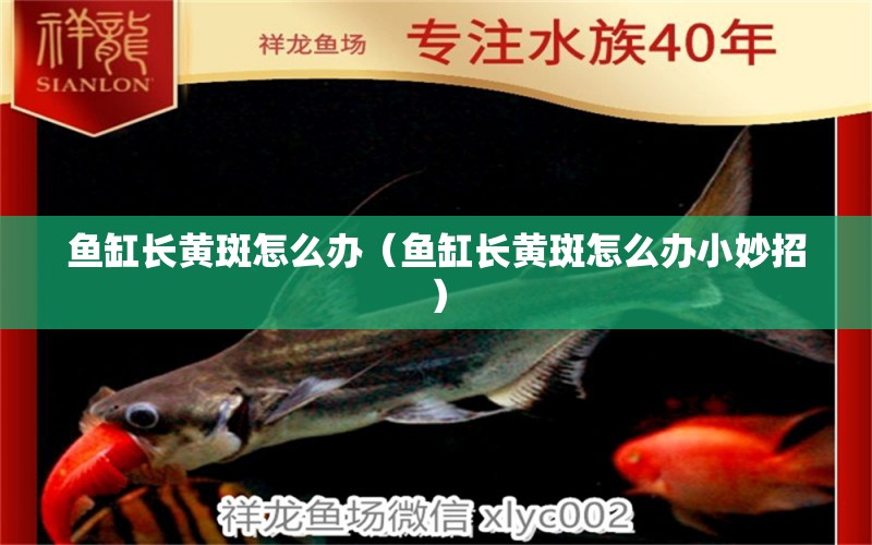 鱼缸长黄斑怎么办（鱼缸长黄斑怎么办小妙招） 祥龙水族医院